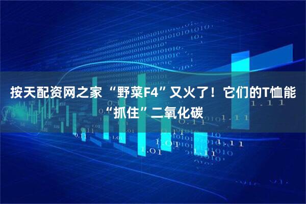 按天配资网之家 “野菜F4”又火了！它们的T恤能“抓住”二氧化碳